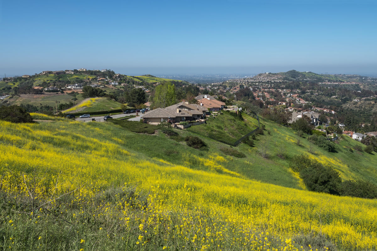 Wildflower hillside near the suburban Anaheim Hills community in Orange County California.